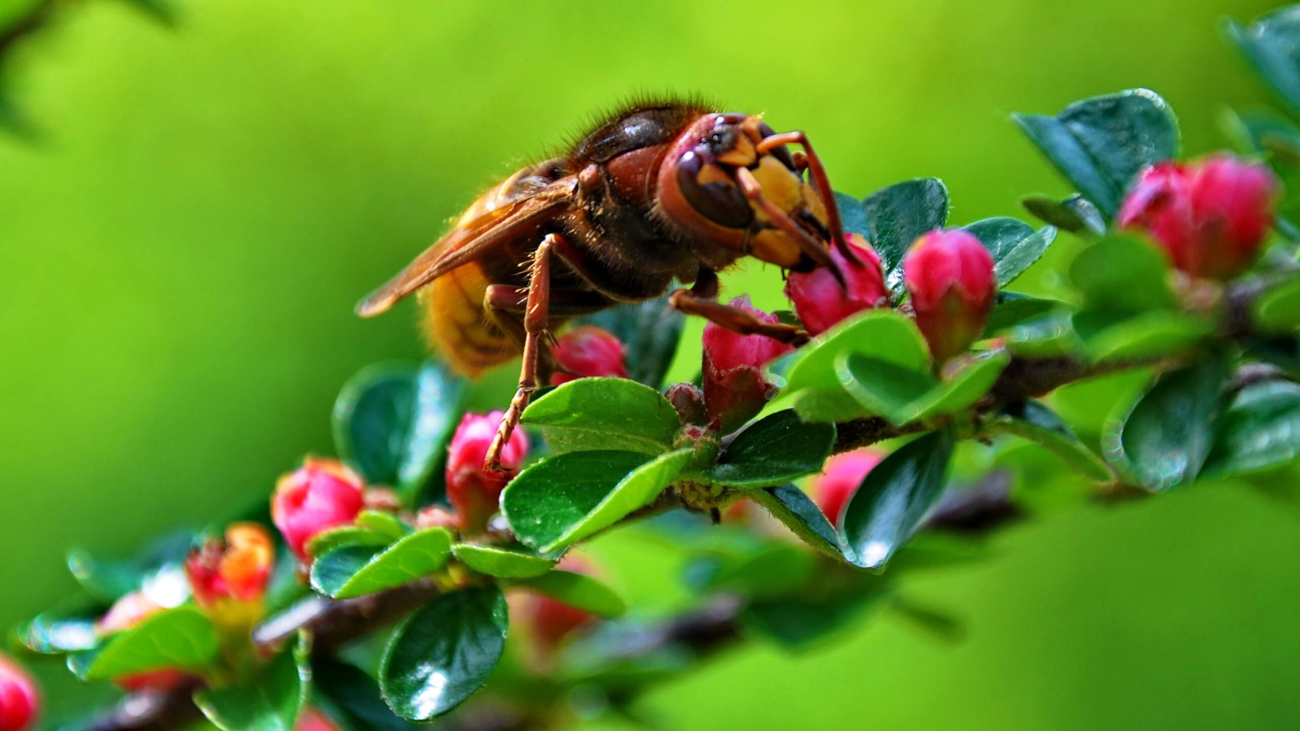 insect-750049