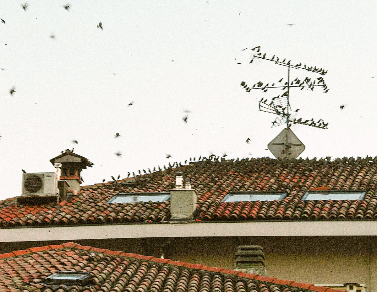 Eden-3D-depigeonage_pigeon-toulouse