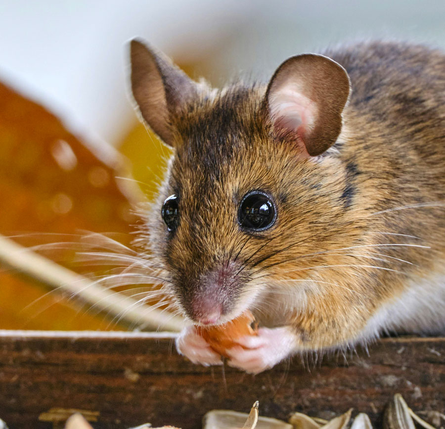 Eden-3D-deratisation-mulot-2 méthodes et solutions pour se débarrasser des rats