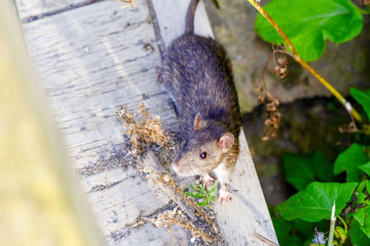 Eden-3D-deratisation-rat-2 méthodes et solutions pour se débarrasser des rats