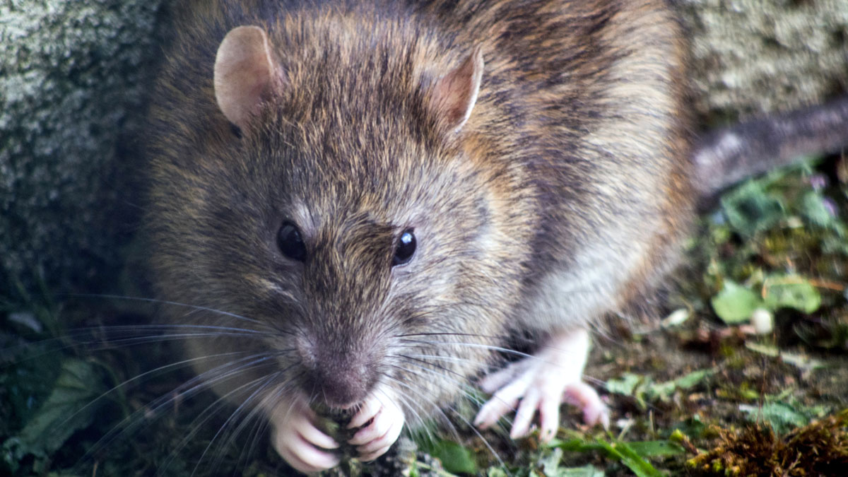 Eden-3D-deratisation-rat-gros-plan méthodes et solutions pour se débarrasser des rats