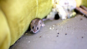 Dératisation Toulouse - Différence rat ou souris