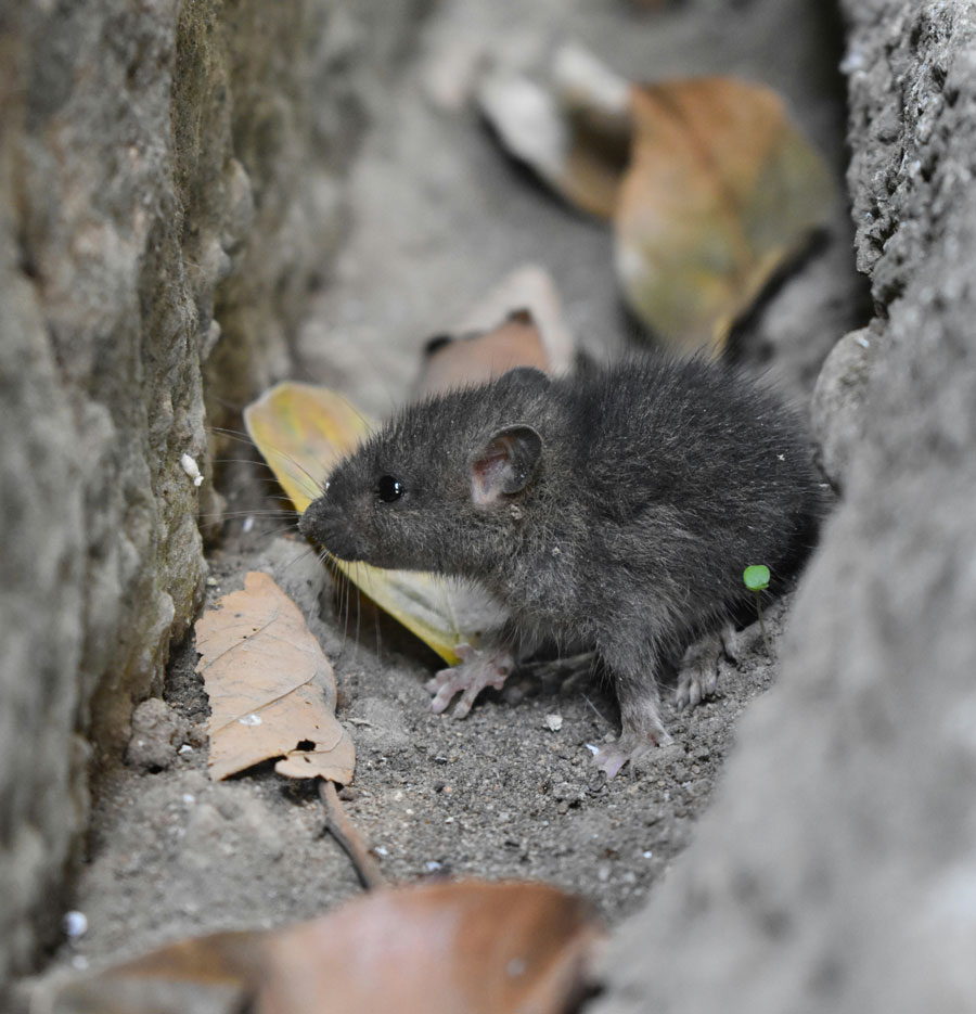 méthodes et solutions pour se débarrasser des rats