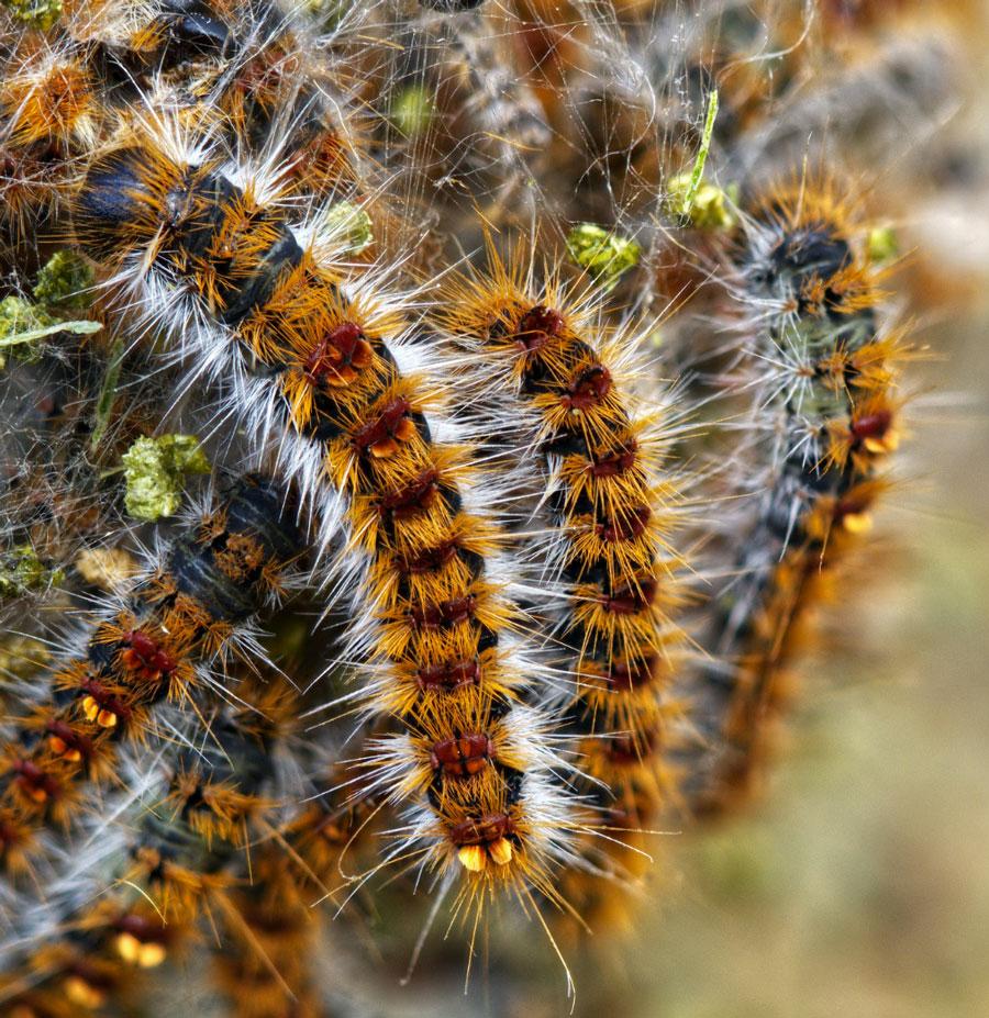 Eden-3D-desinsectisation-chenille-le-saviez-vous