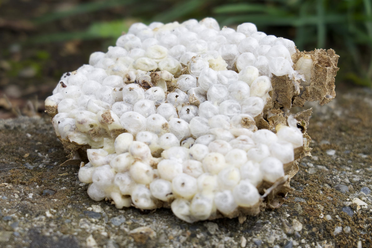 Eden-3D-desinsectisation-cocon-insectes-rampants-volants-FAQ
