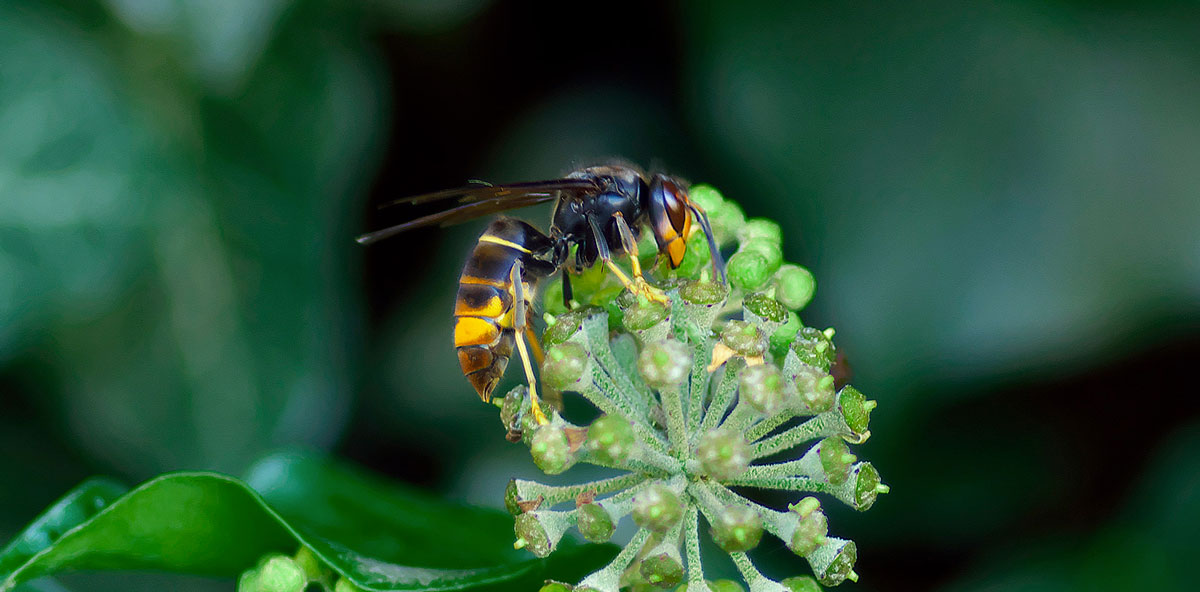 Eden-3D-desinsectisation-insecte-volant-guepe