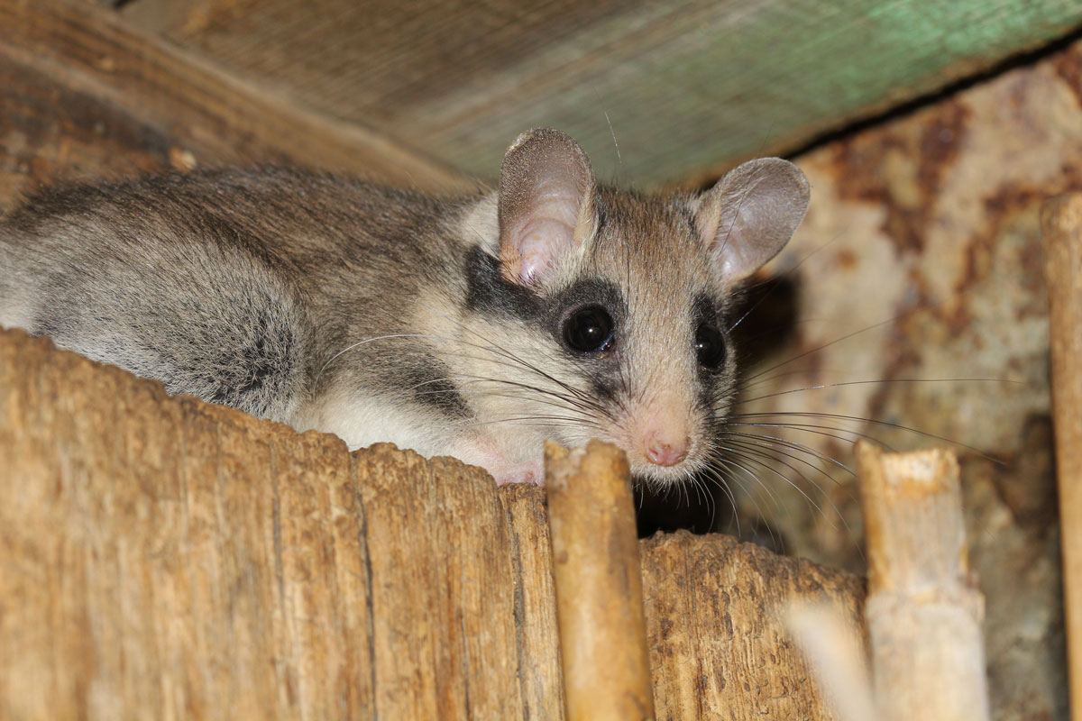 Eden-3D-deratisation-lerot-2-toiture-bois méthodes et solutions pour se débarrasser des rats