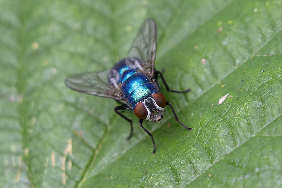 Eden-3D-desinsectisation-mouche-bleue