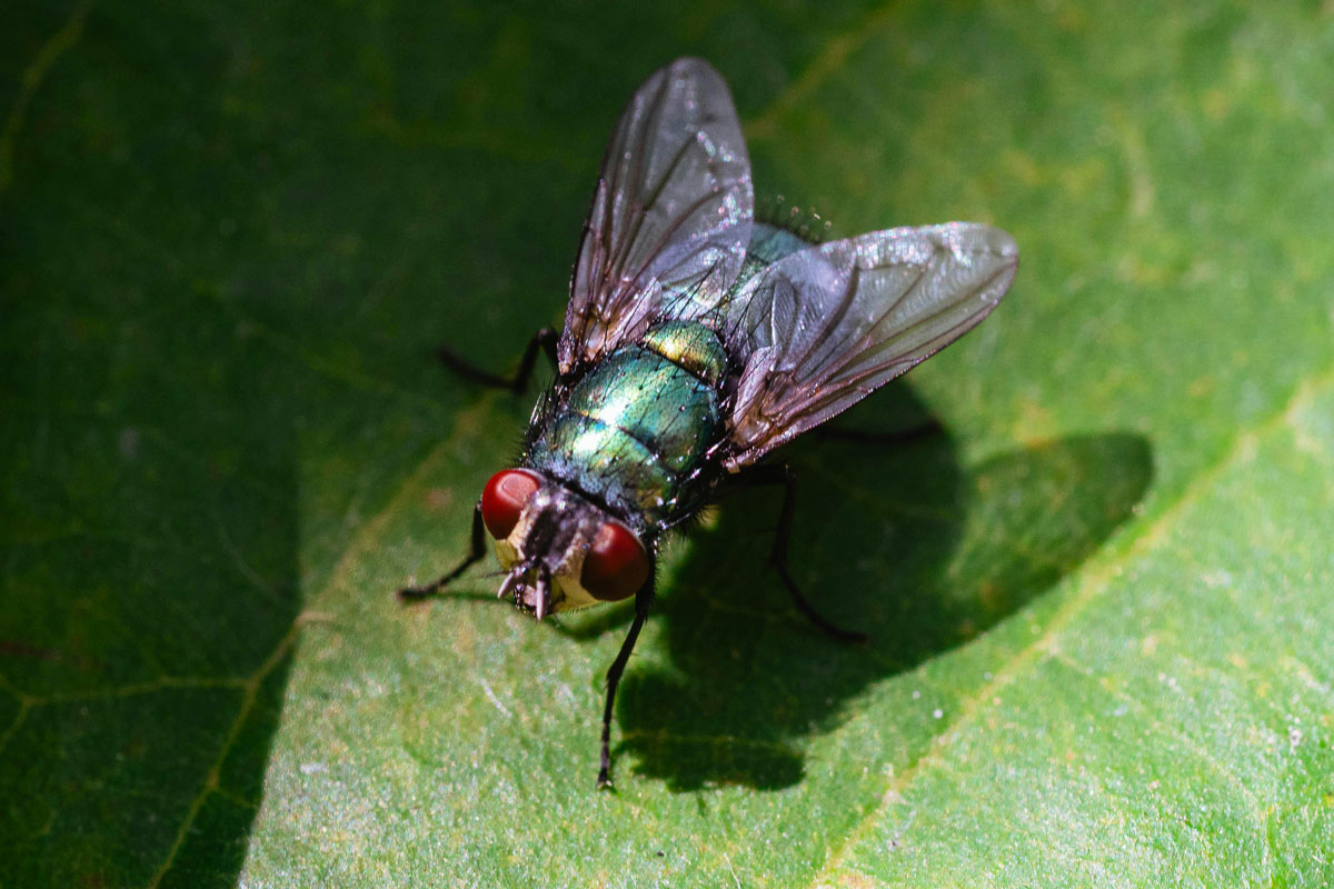 Eden-3D-desinsectisation-mouche-verte