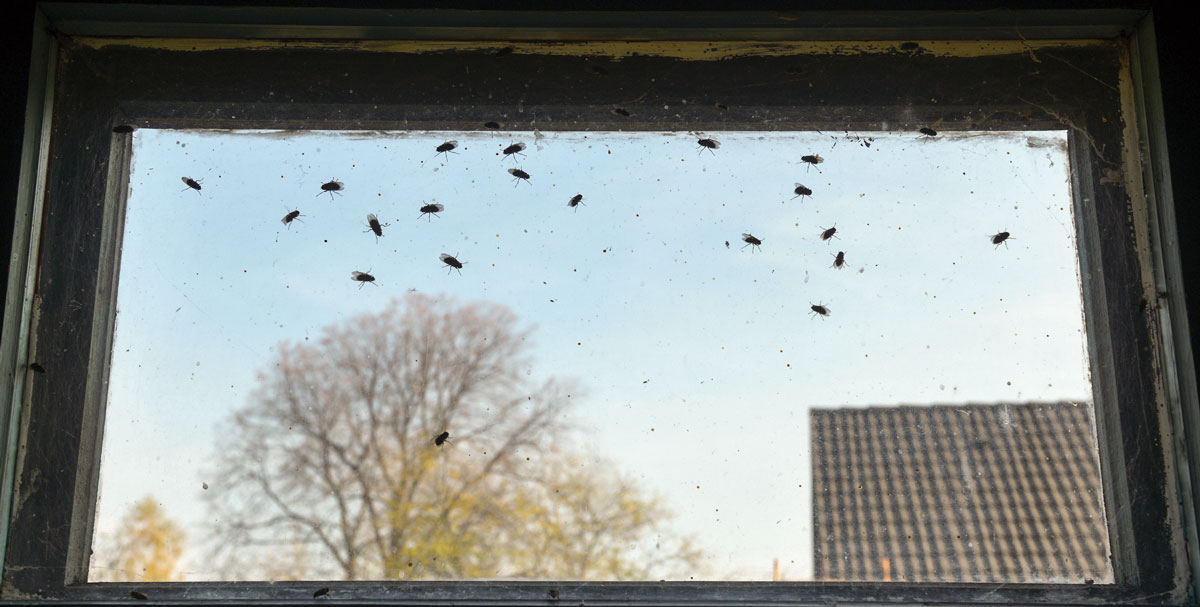 Eden-3D-desinsectisation-mouches-infestation-fenetre-garage