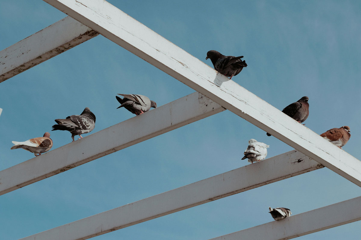 Eden-3D-depigeonage_pigeons-ramiers2