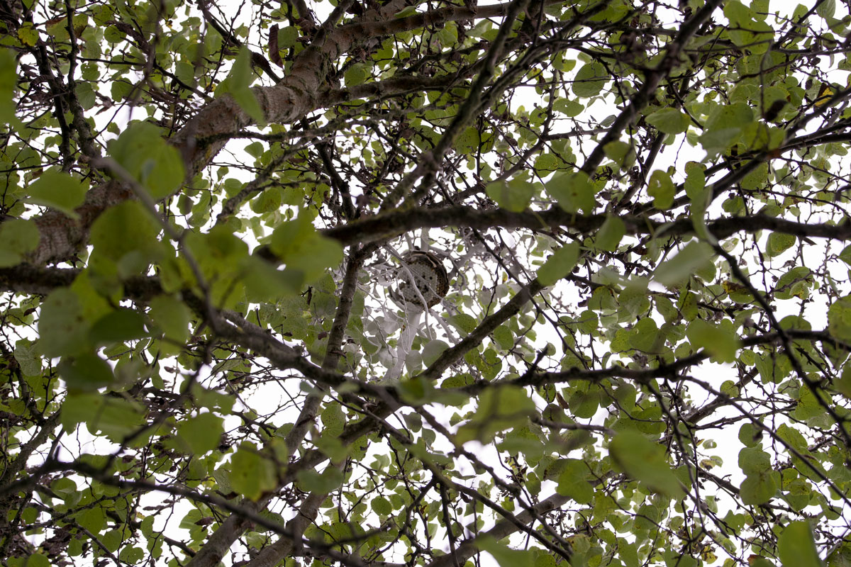 Eden-3D-desinsectisation-volant-nuisibles-guepes-essaim-arbre méthodes et solutions pour se débarrasser des mulots et surmulots