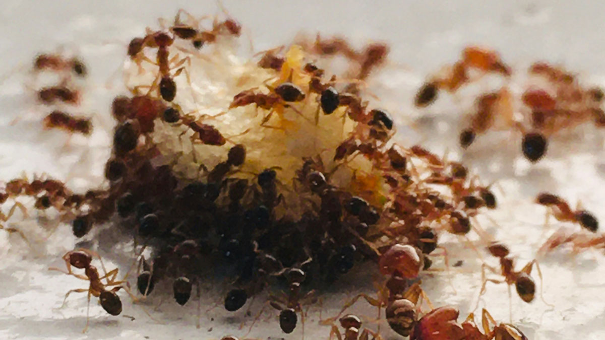 Eden-3D-desinsectisation_fourmis-infestation_marco-neri-EeYVX0VHn9g-unsplash