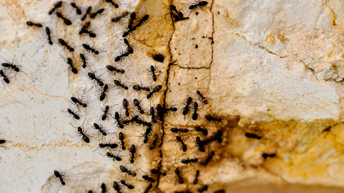 Eden-3D-desinsectisation_fourmis-infestation_shraga-kopstein-8oht0WoqD8g-unsplash